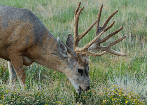 Colorado Wildlife. Wild Deer on the High Plains of Colorado. Mule Deer Buck on a grassy hill.