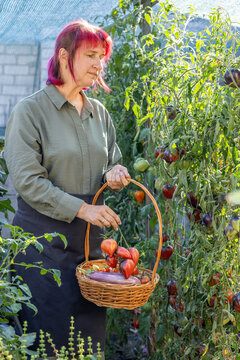 Woman harvesting organic tomatoes and vegetables in greenhouse