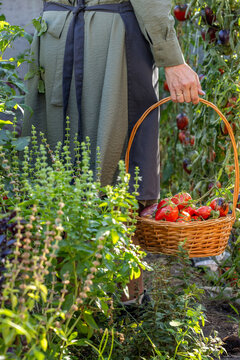 Gardener harvesting fresh organic tomatoes in backyard garden