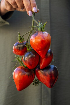 Hand holding bunch of fresh heart shaped heirloom tomatoes