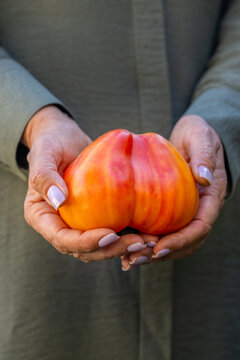 Hands holding organic heirloom heart shaped tomato