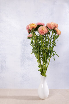 Pink aster flowers blooming in white vase