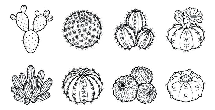 Vintage cactus line art set, 8 hand drawn desert succulent icons, black and white botanical vector illustrations for coloring