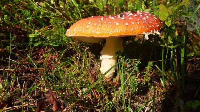 Fly agaric mushroom Amanita muscaria among wet grass and heather in low autumn sun, More og Romsdal, Norway