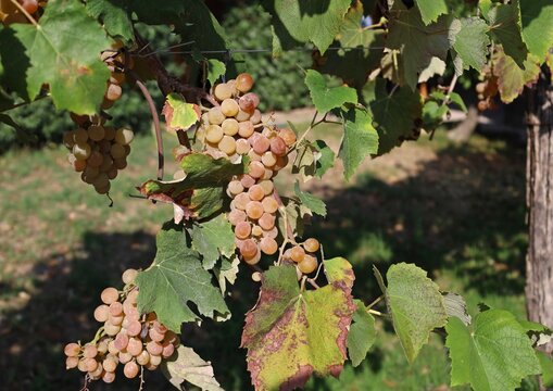 Ripe Noah grape, white variety of Fox grape, on vine under the september sunlight. It is used for table grape, wine production and fruit juice.