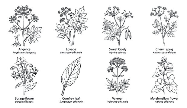 Vintage botanical herb illustrations, set of 8 medicinal plant sketches, black and white hand drawn floral vectors for apothecary labels