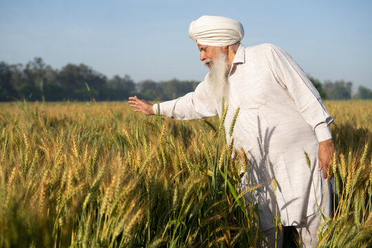 Indian happy senior sikh farmer walking through wheat field touching wheat ears. Copy space. Punjab Rural india concept. Indian rural sardar man fun outdoors in a wheat field