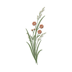 Fototapeta premium A delicate botanical of wildflowers with orange blossoms isolated on a transparent background
