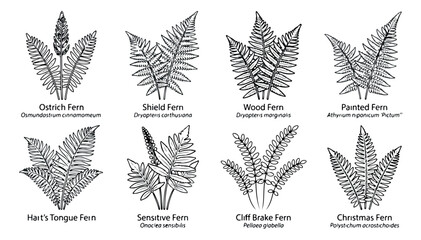 Vintage botanical fern illustrations, set of 8 black and white fern leaf vectors, hand drawn forest plant species for nature branding © Rehman