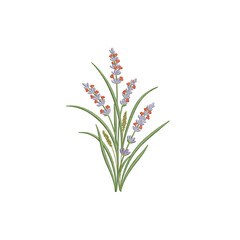 Fototapeta premium A delicate sprig of purple lavender flowers with green leaves isolated on a transparent background