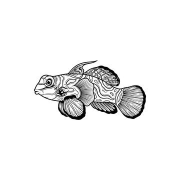 Black and white line art illustration of a mandarin dragonet fish.