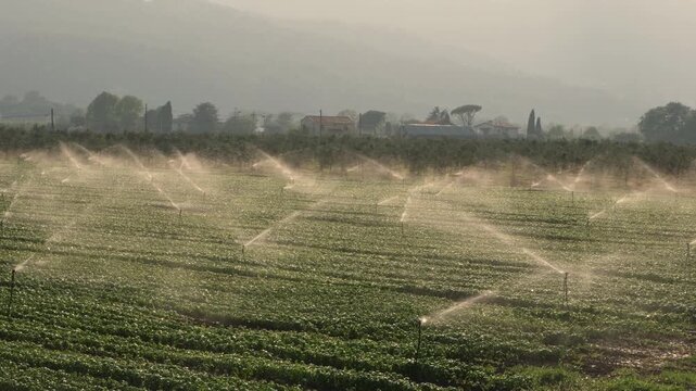 Italian basil field irrigated by sprinklers in early morning sunlight, with misty mountains in the background, agricultural landscape of Liguria, Italy, agriculture concept.