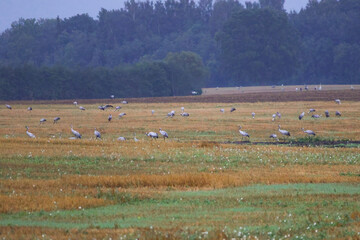 Fototapeta premium A folk of cranes walking across a harvested field during warm autumn morning light. Folk of cranes walking through a harvested field, peaceful autumn countryside, wildlife and rural nature concept