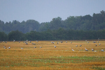 Fototapeta premium A folk of cranes walking across a harvested field during warm autumn morning light. Folk of cranes walking through a harvested field, peaceful autumn countryside, wildlife and rural nature concept