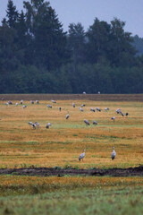 Fototapeta premium A folk of cranes walking across a harvested field during warm autumn morning light. Folk of cranes walking through a harvested field, peaceful autumn countryside, wildlife and rural nature concept