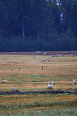 Fototapeta premium A folk of cranes walking across a harvested field during warm autumn morning light. Folk of cranes walking through a harvested field, peaceful autumn countryside, wildlife and rural nature concept