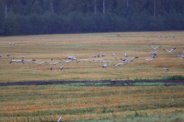 Fototapeta premium A folk of cranes walking across a harvested field during warm autumn morning light. Folk of cranes walking through a harvested field, peaceful autumn countryside, wildlife and rural nature concept