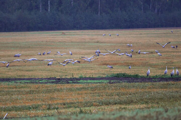 Fototapeta premium A folk of cranes walking across a harvested field during warm autumn morning light. Folk of cranes walking through a harvested field, peaceful autumn countryside, wildlife and rural nature concept