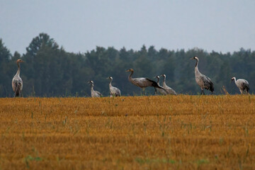 Fototapeta premium A folk of cranes walking across a harvested field during warm autumn morning light. Folk of cranes walking through a harvested field, peaceful autumn countryside, wildlife and rural nature concept