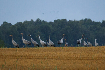 Fototapeta premium A folk of cranes walking across a harvested field during warm autumn morning light. Folk of cranes walking through a harvested field, peaceful autumn countryside, wildlife and rural nature concept