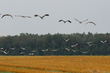 Fototapeta premium A folk of cranes walking across a harvested field during warm autumn morning light. Folk of cranes walking through a harvested field, peaceful autumn countryside, wildlife and rural nature concept