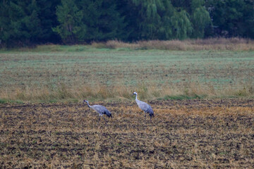 Fototapeta premium A folk of cranes walking across a harvested field during warm autumn morning light. Folk of cranes walking through a harvested field, peaceful autumn countryside, wildlife and rural nature concept