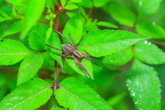 Macro close‑up of wolf spider resting on vibrant green leaves
