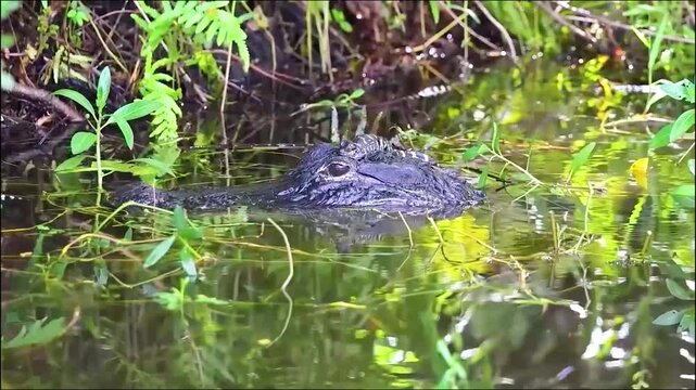 Two-day-old alligator on it's mothers head. 