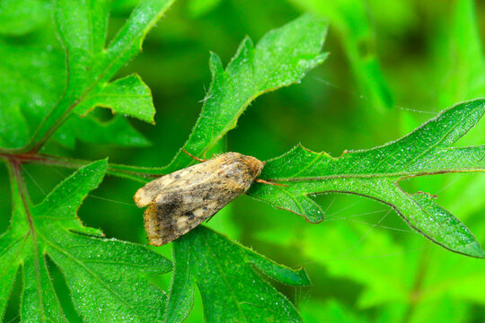 Macro close‑up of noctuid moth resting on green jagged leaf