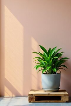 Green plant in pot on rustic wooden pallet against bright wall , decoration, plant pot