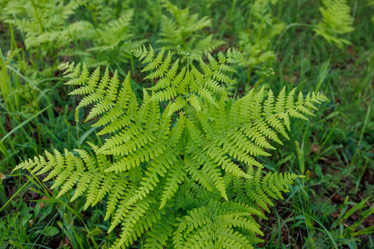 Green bracken fern fronds in forest undergrowth