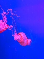 jellyfish in the water © Baitong