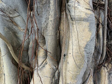 Intertwined banyan tree trunk and brown aerial roots creating complex natural texture