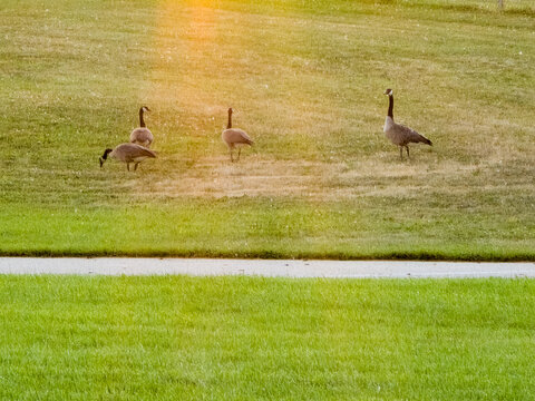 Three Canada geese on a sunlit lawn