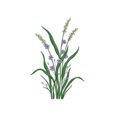 Fototapeta premium Purple flowers with green grass stems on a white background, isolated on a, transparent background