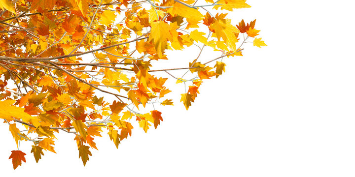 Yellow autumn leaves on tree branches against blue sky background
