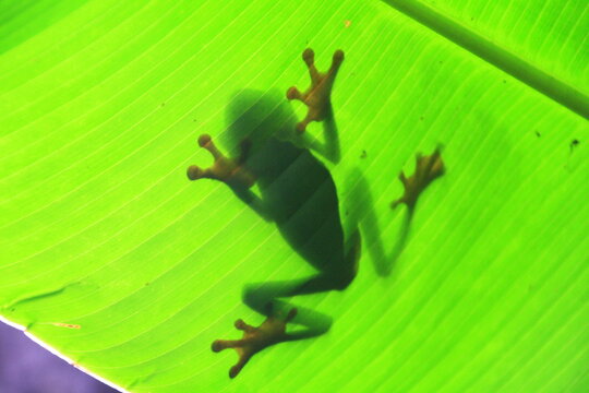 Red-eyed tree frog on a leaf