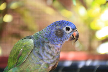 a close-up to a black-eared parrot with nice background © frerd78
