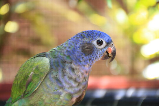 a close-up to a black-eared parrot with nice background