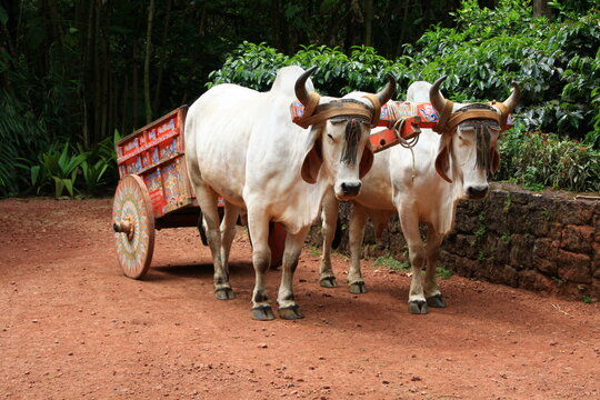 Costa Rican Ox towing a traditional carreta in sarchi