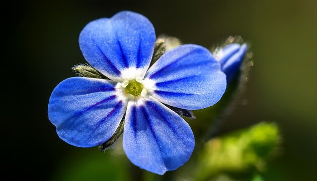 Veronica Chamaedrys Or Germander Speedwell Blue Flower Macro Close Up