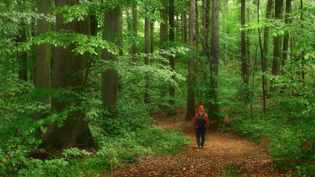 Hiker enjoys a walk in a stunning lush green rainy forest with beech trees. Man with red jacket on a scenic woodland path. 