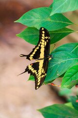 Fototapeta premium Giant swallowtail butterfly on a leaf