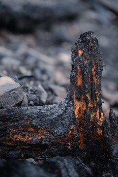 Waldbrand: Verbrannte und verkohlte Baumst&auml;mme