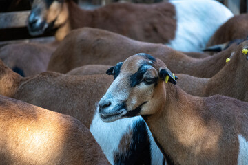 Close Up Portrait Of A Brown And White Sheep In A Flock © Daniel
