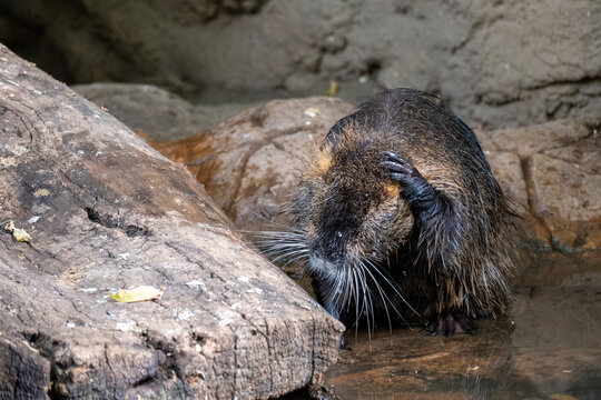 Nutria Resting In Shallow Water Near Rocky Bank