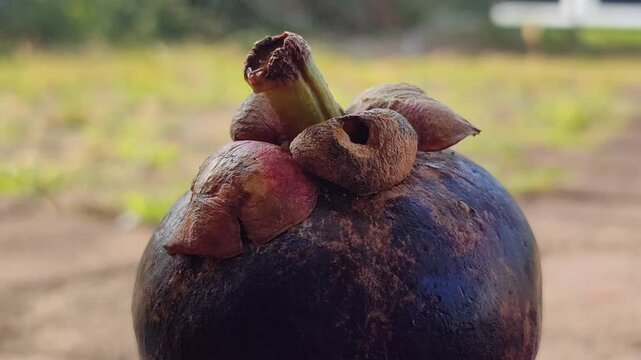 Fresh mangosteen fruits (Garcinia mangostana) with deep purple skin and green calyxes, showcasing a distinctive tropical fruit known for its sweet and juicy white flesh.