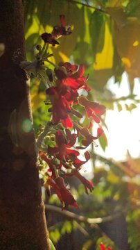 Delicate flowers of bilimbi (Averrhoa bilimbi) blooming in clusters along the branches, featuring small pinkish petals and a distinctive tropical appearance.
