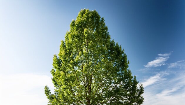 Solitary Lombardy Poplar Tree Against A Bright White Sky Backdrop
