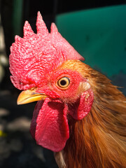 Striking portrait featuring the head of a bantam chicken with its dominant red crest. High-quality agricultural photography perfect for livestock farming, countryside, and organic poultry concepts © Iyal Studio